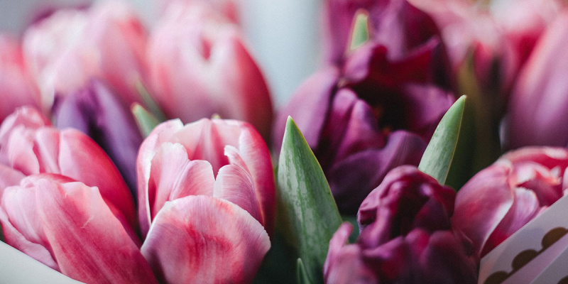 Какие цветы подарить на 8 Марта любимым и дорогим женщинам: собираем композицию для жены, мамы и бабушки