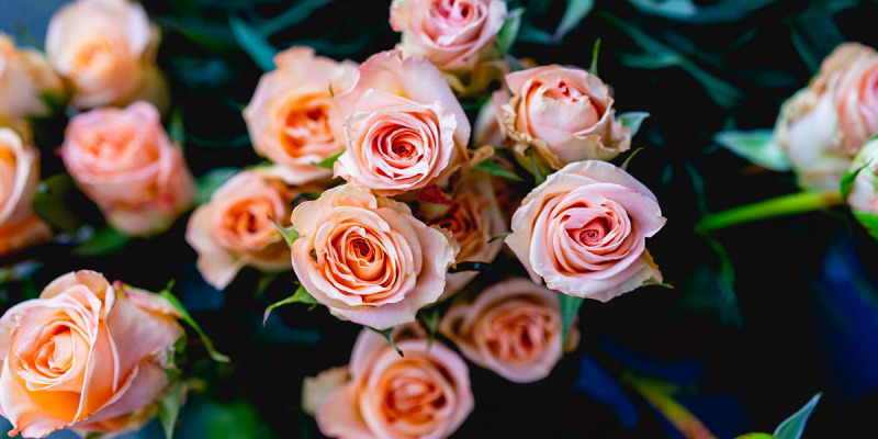 Многообразие сортов роз