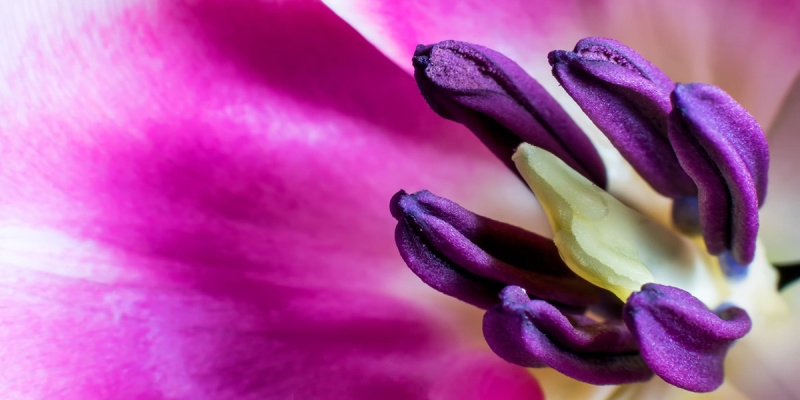 Обзор самых дорогих цветов в мире