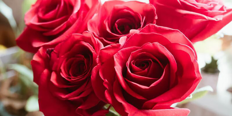 Когда и кому уместно подарить букет из красных роз