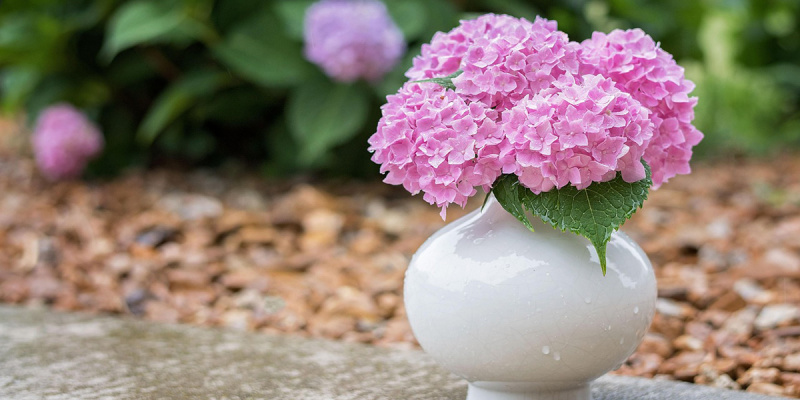 Гортензия: как ухаживать за букетом и продлить жизнь цветку