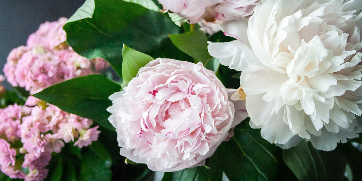 Пионы Пионы