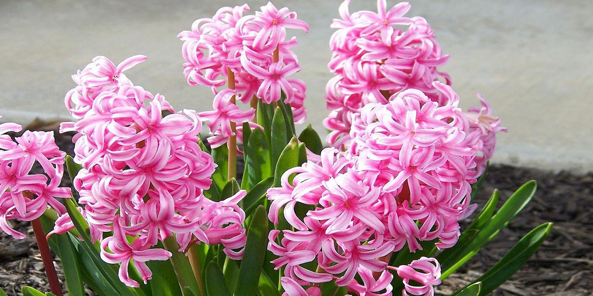 Гиацинты Гиацинты