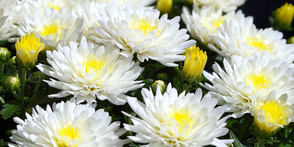 Хризантемы Хризантемы