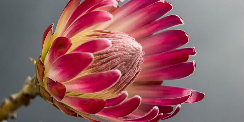 Символика, значение и уникальные особенности экзотической протеи