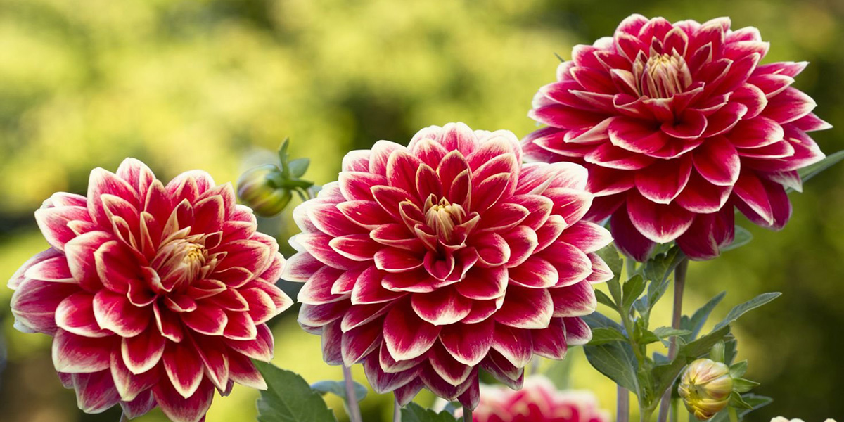 Георгины Георгины