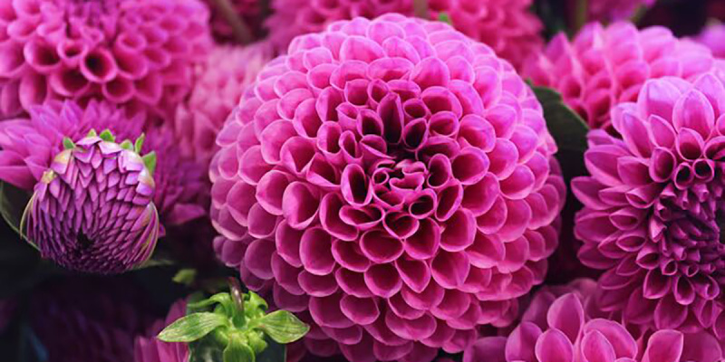 Топ самых популярных и красивых цветов в мире