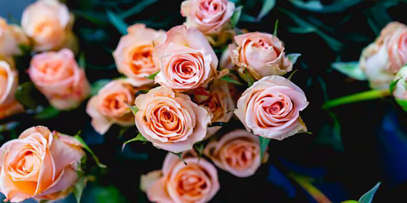 Розы и страны их происхождения