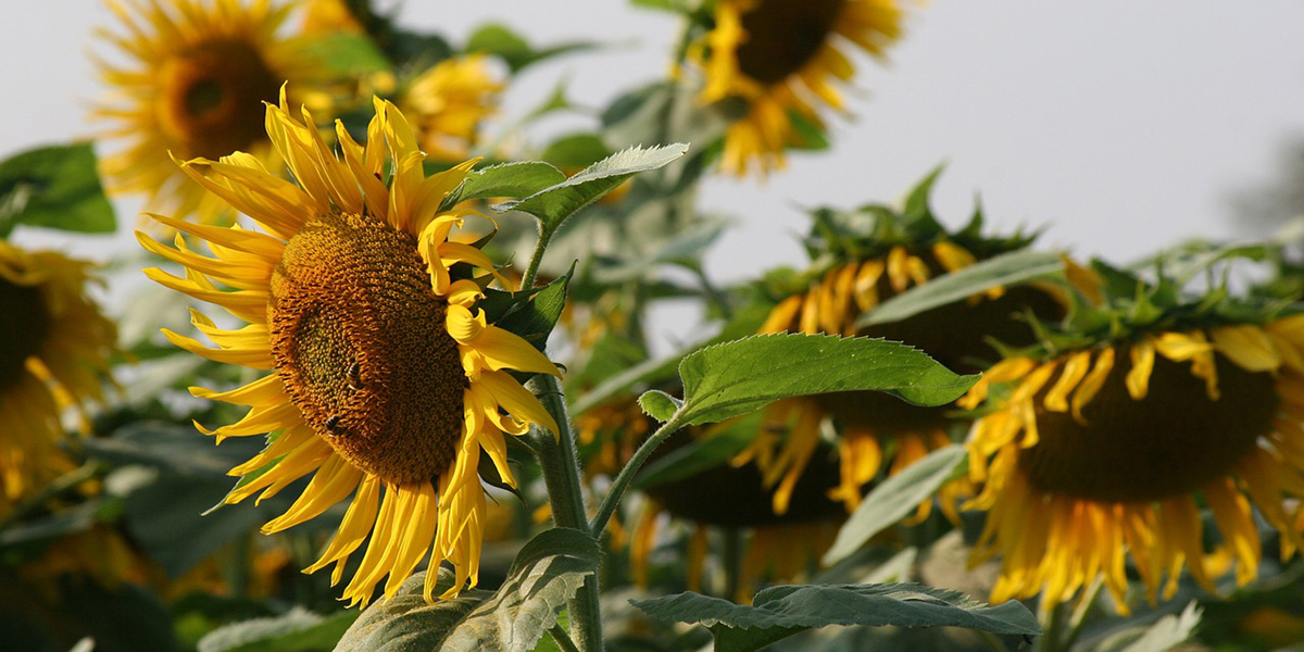 Подсолнух Подсолнух