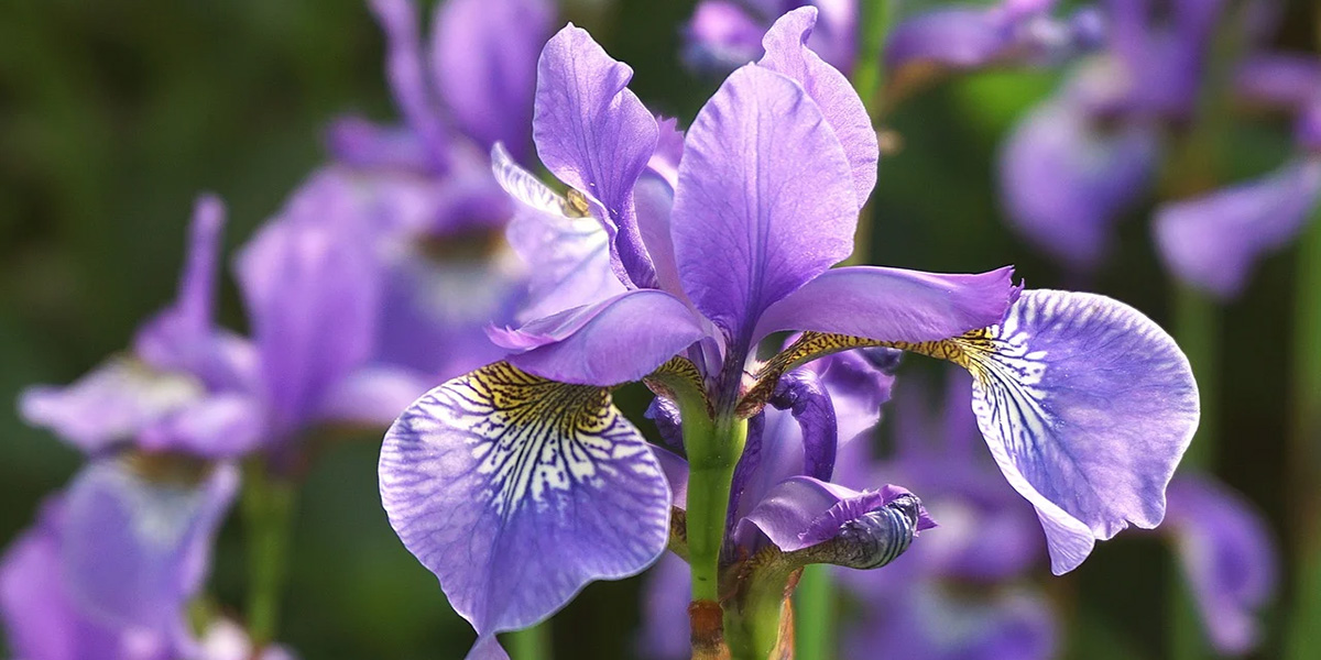 Ирисы Ирисы