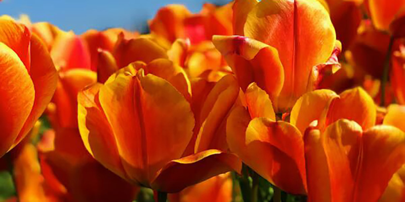 Самые популярные цветы в России