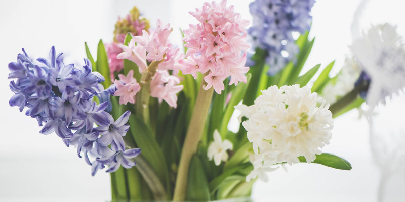 Топ цветов, которые дольше всех стоят в вазе