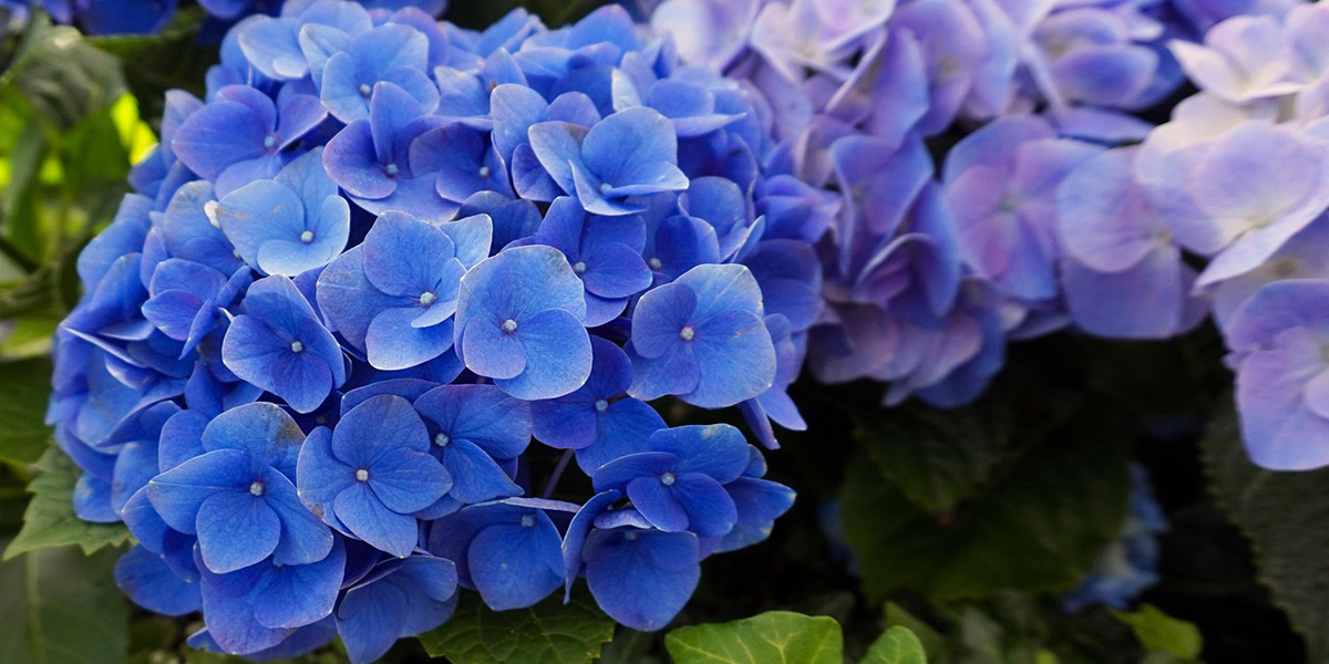 Гортензии Гортензии