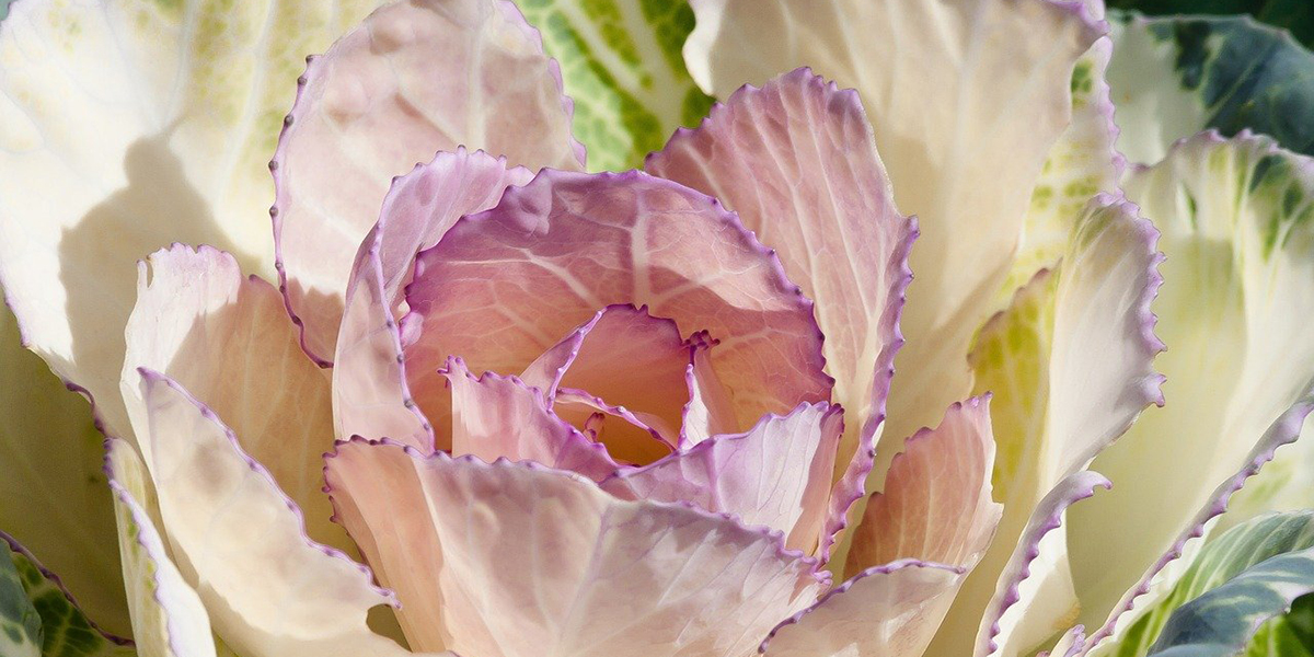 Брассика Брассика