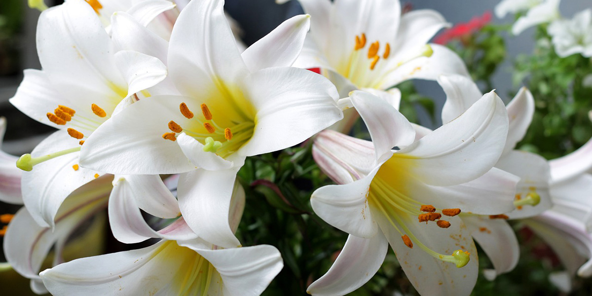 Лилии Лилии