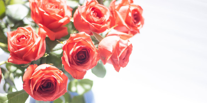 Советы флористов: как продлить жизнь букету роз