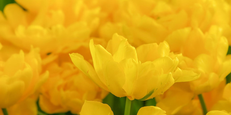 К чему дарят желтые цветы