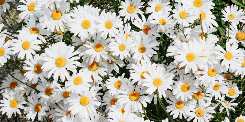 Какие цветы похожи на ромашки