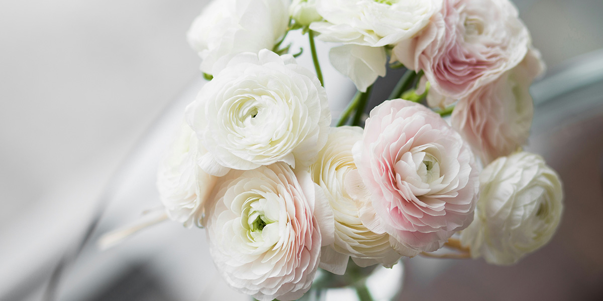 Ранункулюсы Ранункулюсы