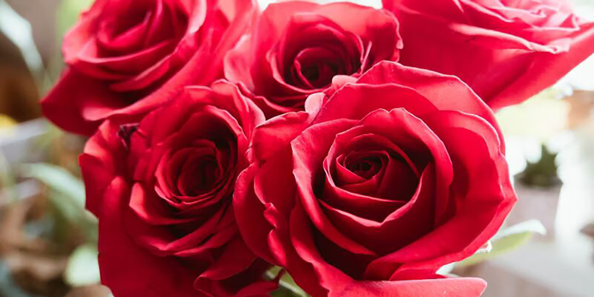 Когда и кому уместно подарить букет из красных роз Когда и кому уместно подарить букет из красных роз