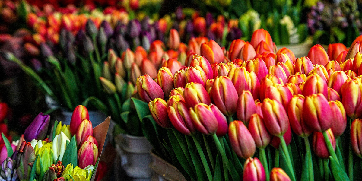 Какое количество цветов должен содержать букет Какое количество цветов должен содержать букет