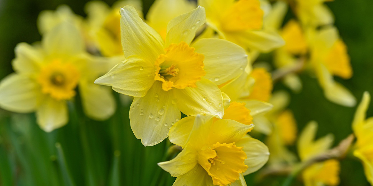 Нарцисс Нарцисс