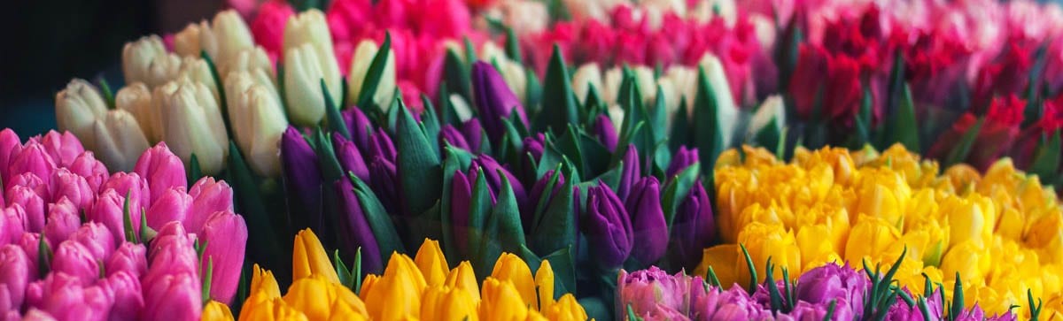 Цветы в Ивантеевке