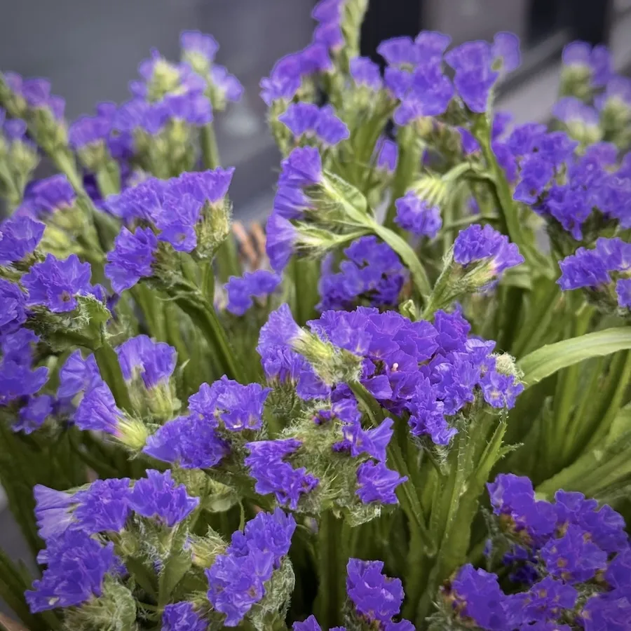 Букет из 11 статиц