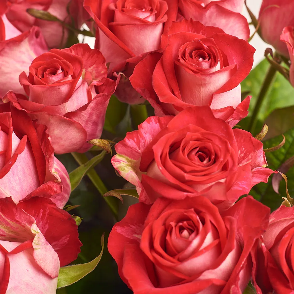 19 красно-белых роз (50 см)