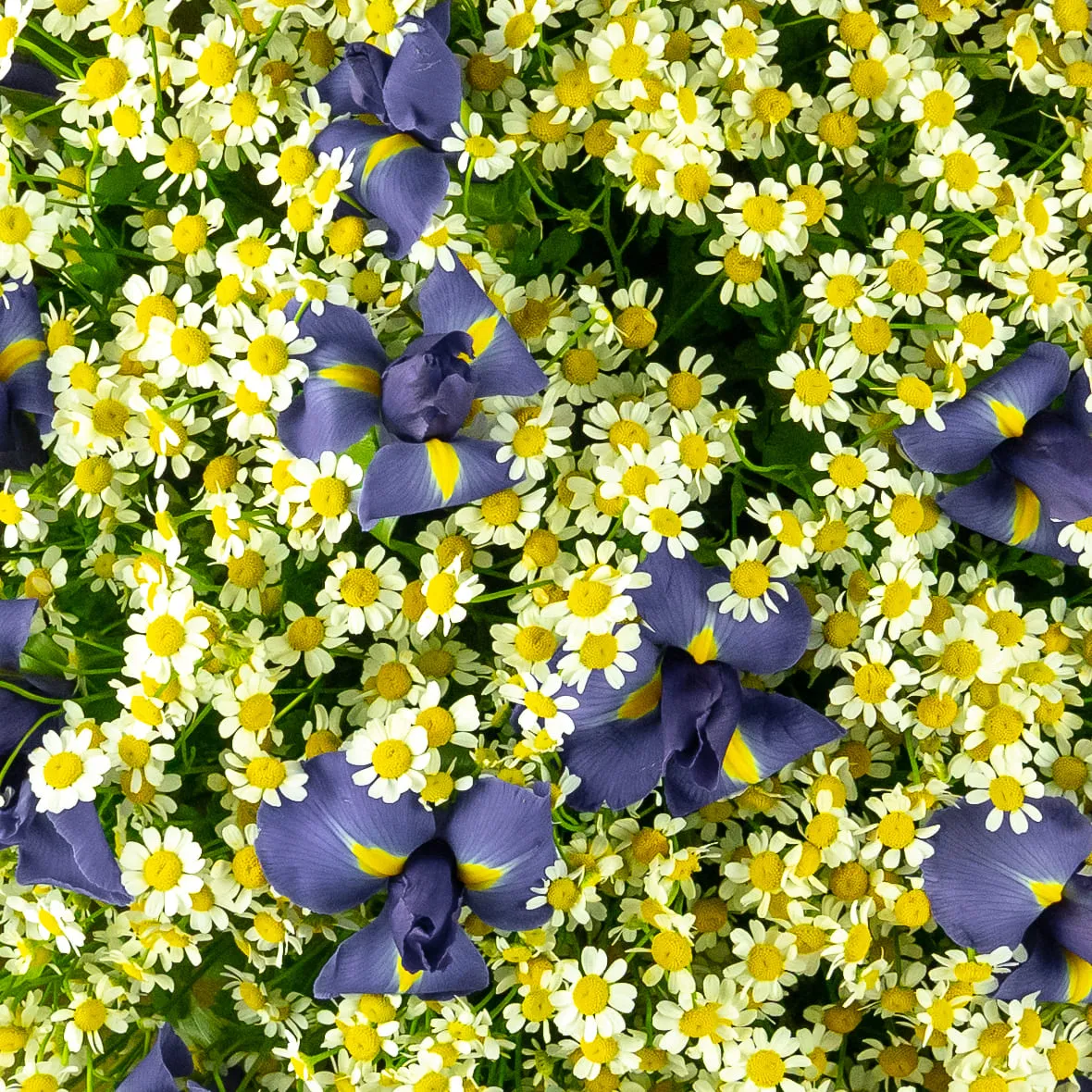 Букет из ирисов и ромашек