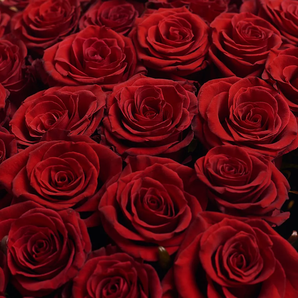 Букет из 35 темно-красных роз (60 см)