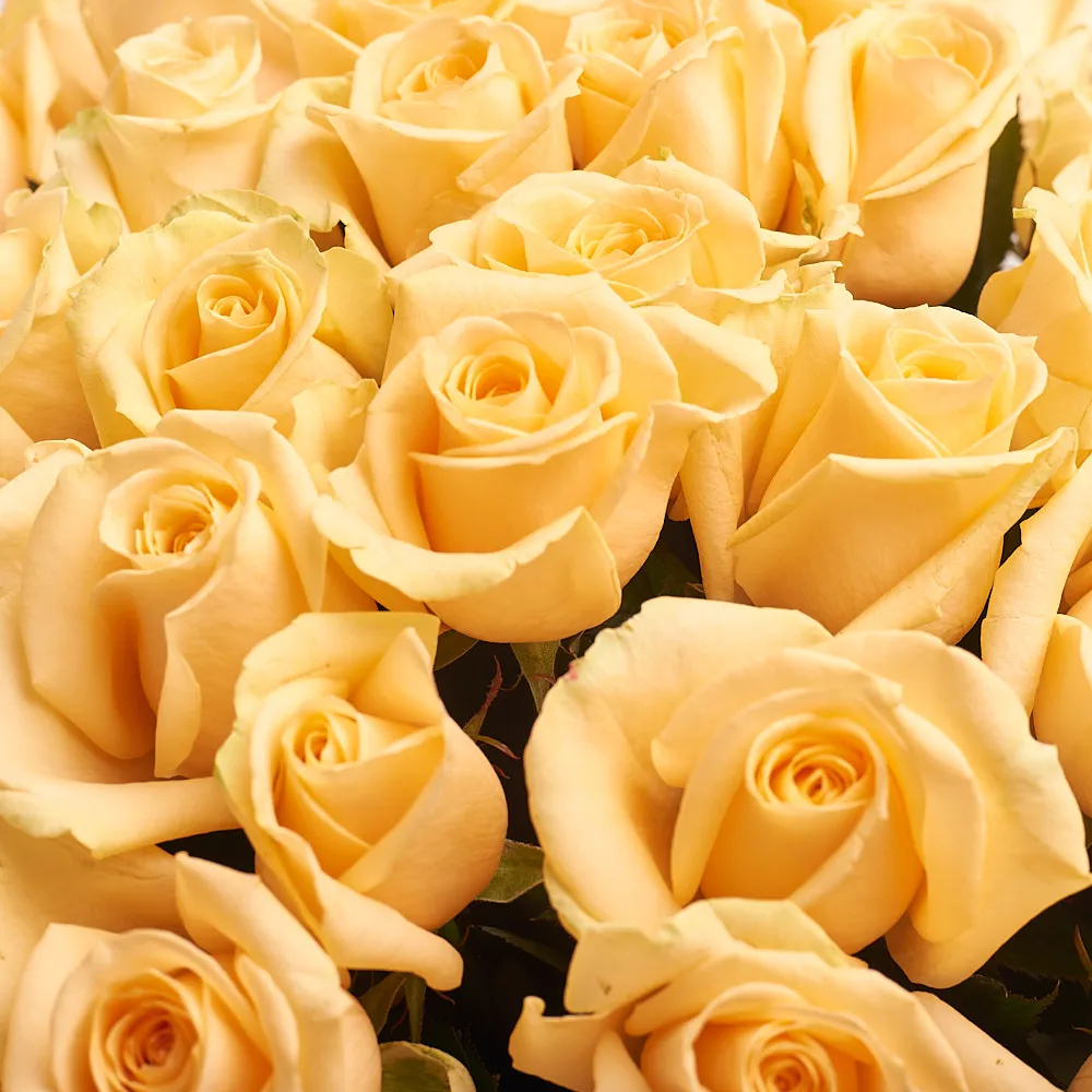 101 персиковая роза (60 см)