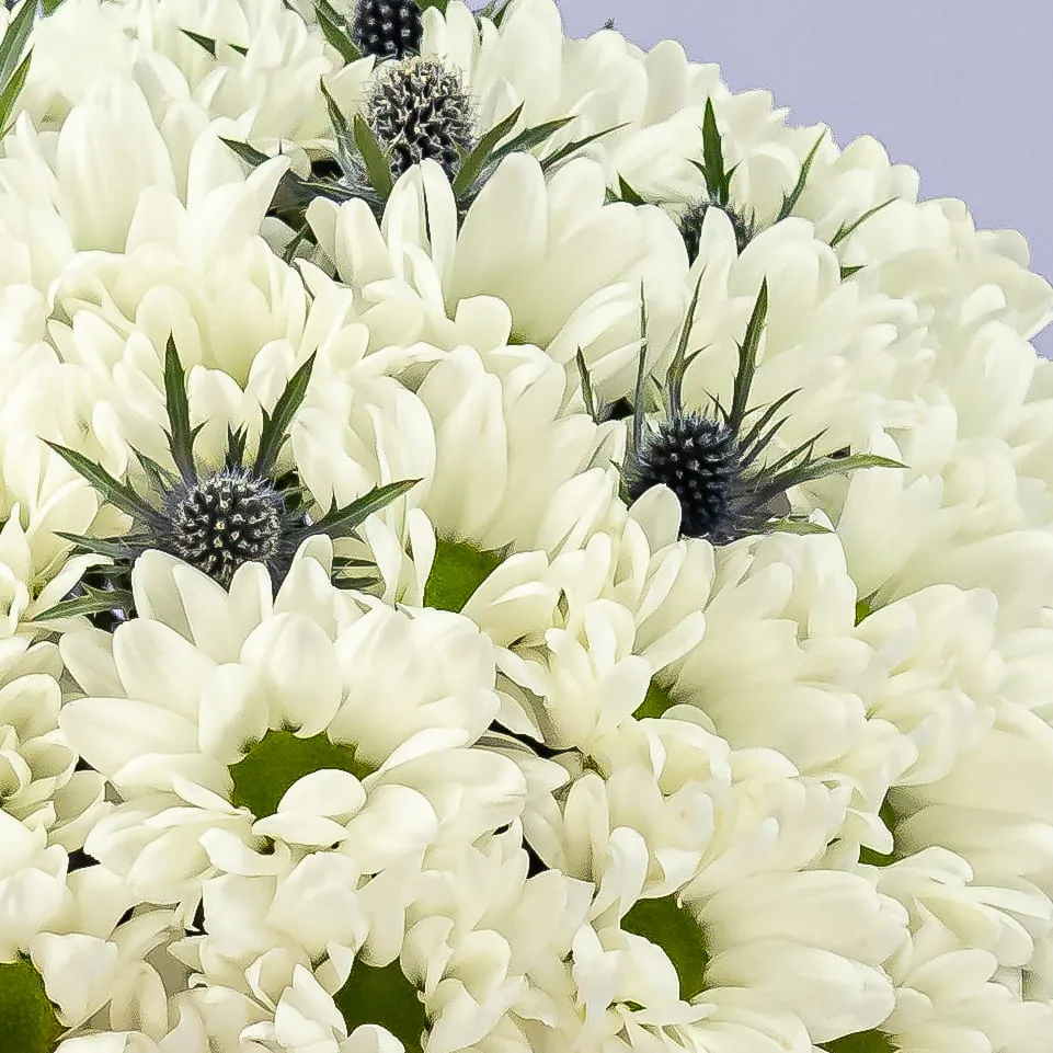 Белые хризантемы и эрингиумы в коробке