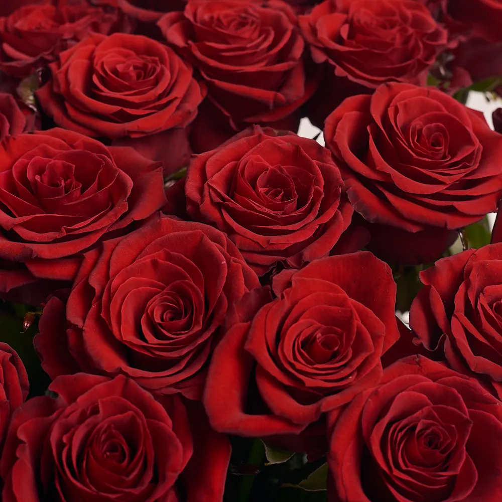 Букет из 25 темно-красных роз (60 см)