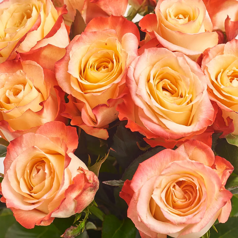 11 кремово-красных роз (60 см)