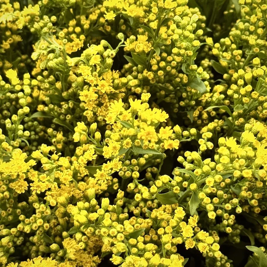 Букет из 13 солидаго