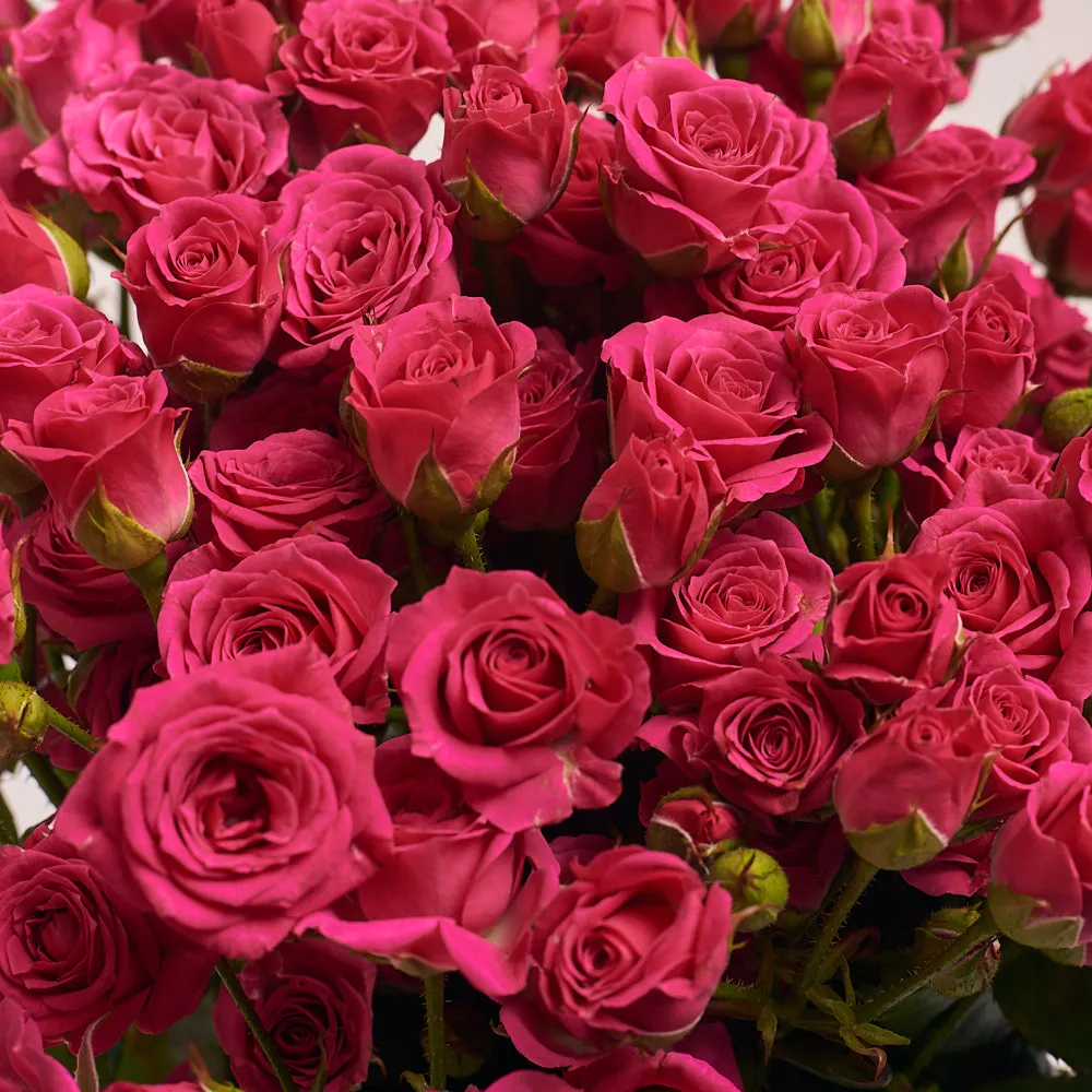 21 малиновая роза (60 см)