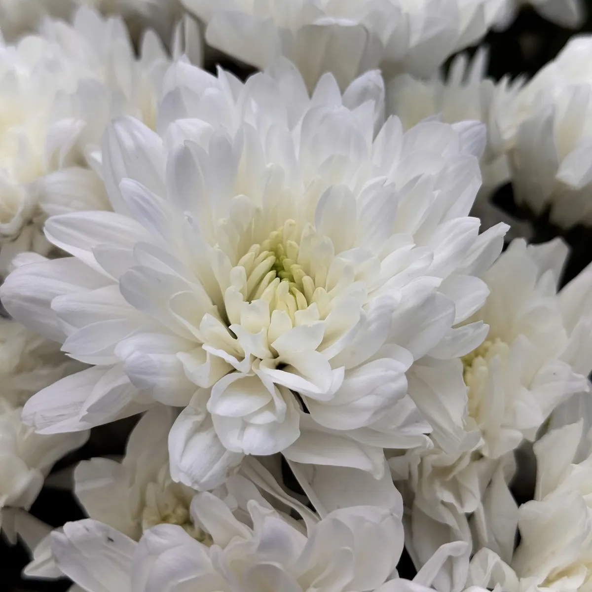 Букет из 19 хризантем