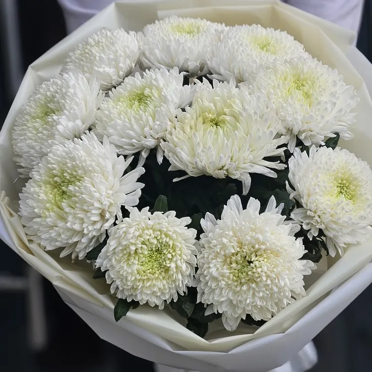 11 хризантем