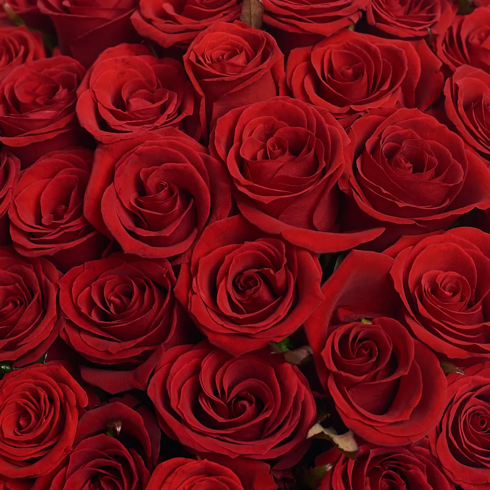 Букет из 51 темно-красной розы (60 см)