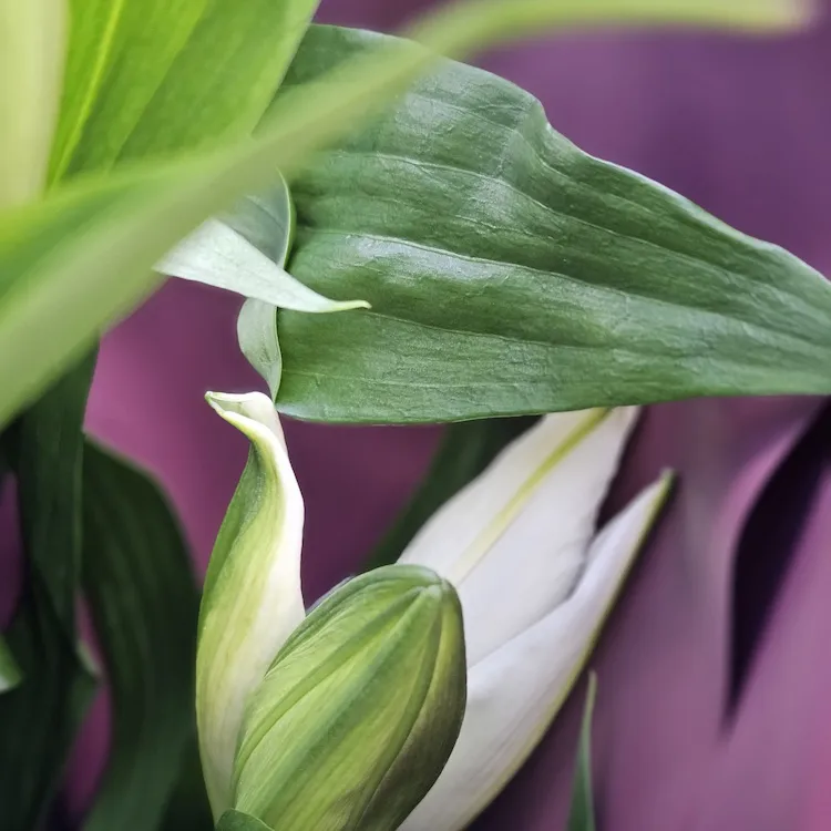 Букет из лилий