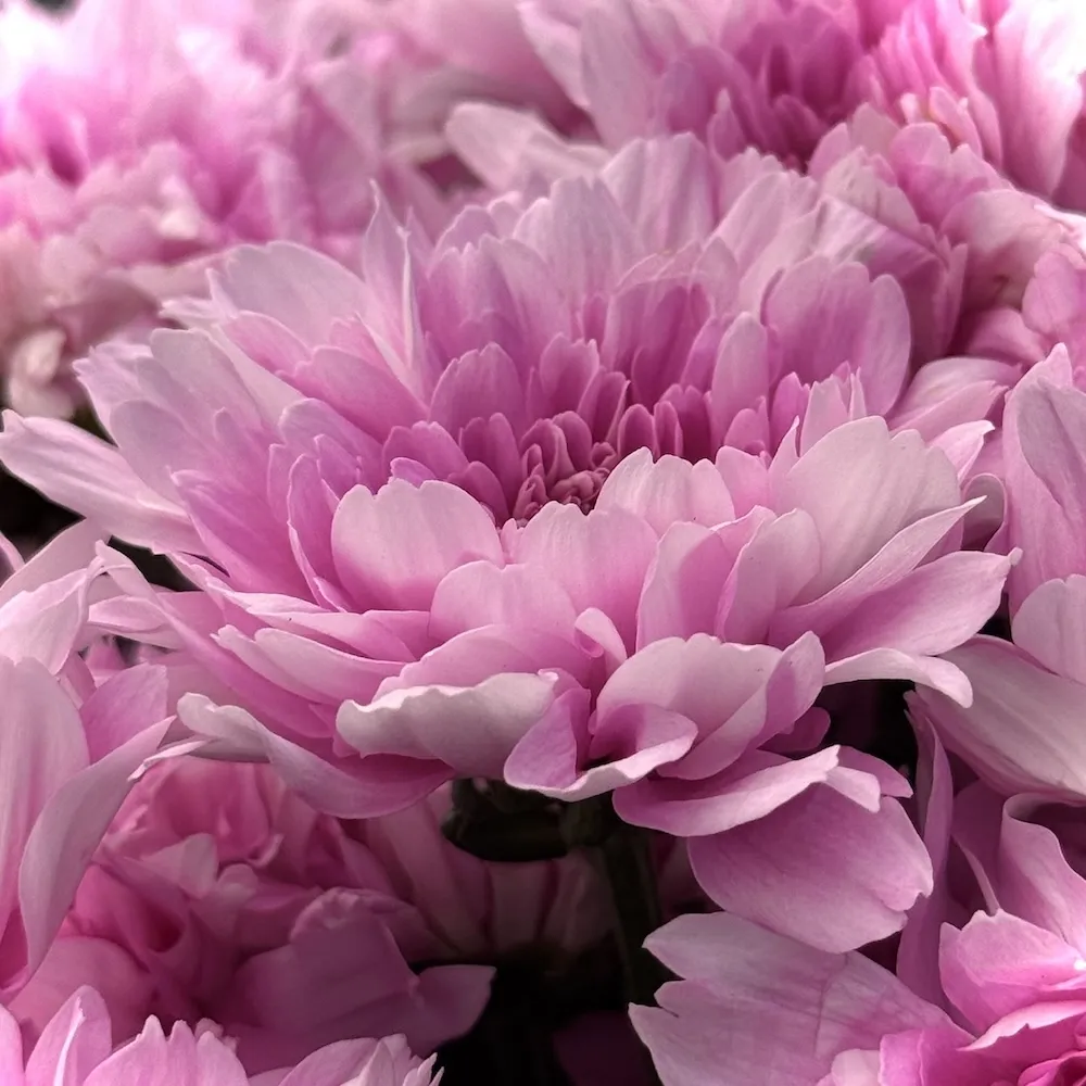 Букет из 19 хризантем