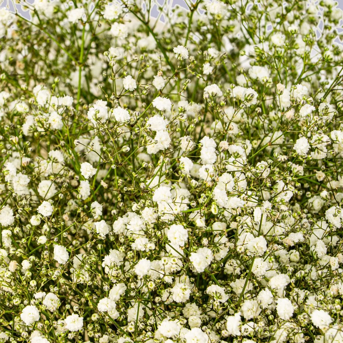 43 белых гипсофил