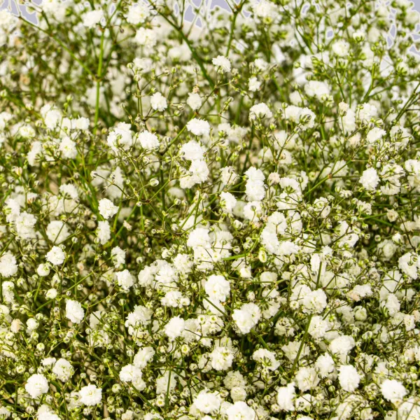 21 белая гипсофила
