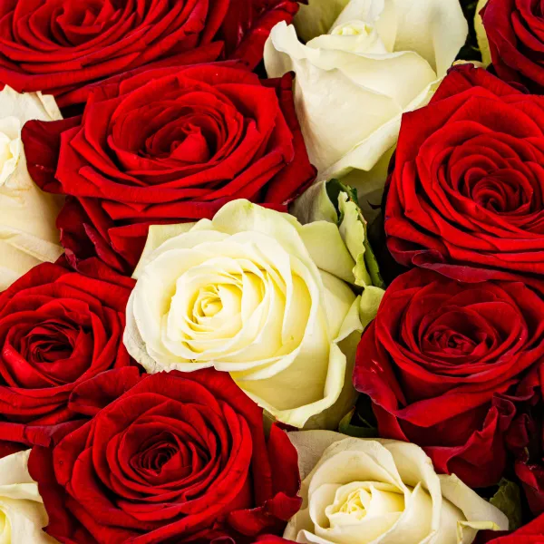 101 роза микс (40 см)