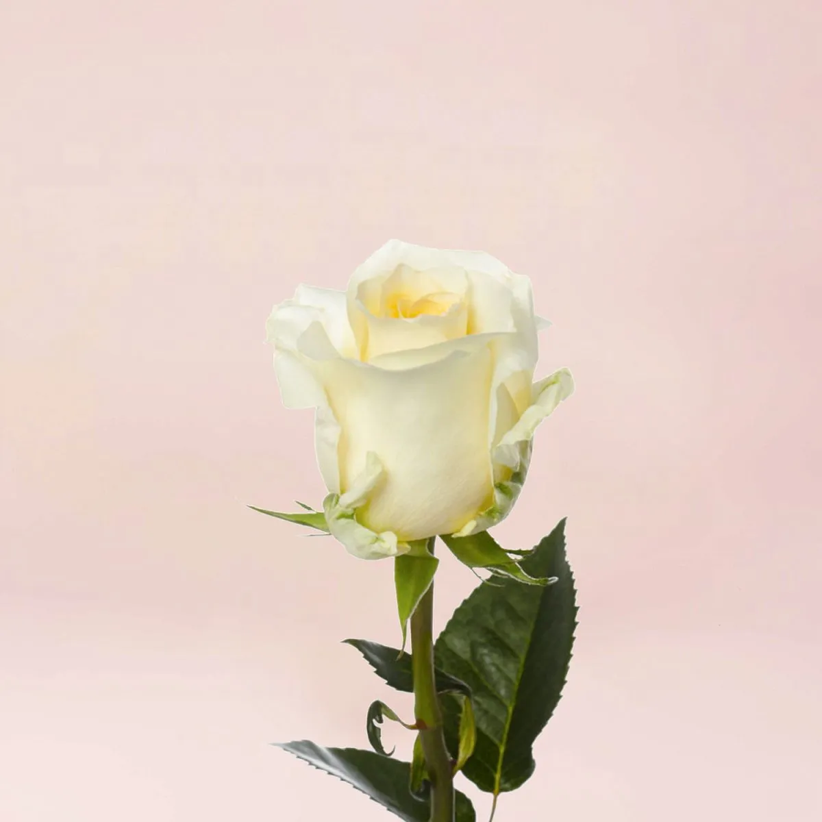 65 кремовых роз (35 см)