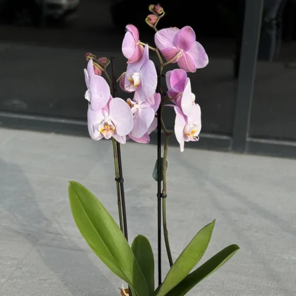 Орхидея в горшке фиолетовая