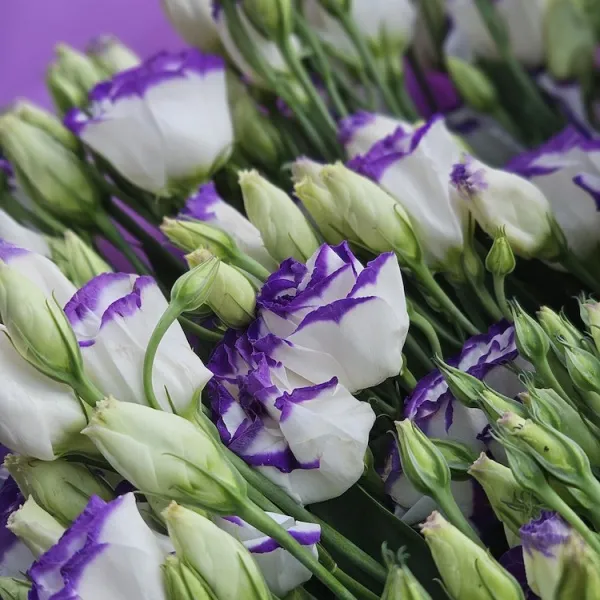 Букет из эустом