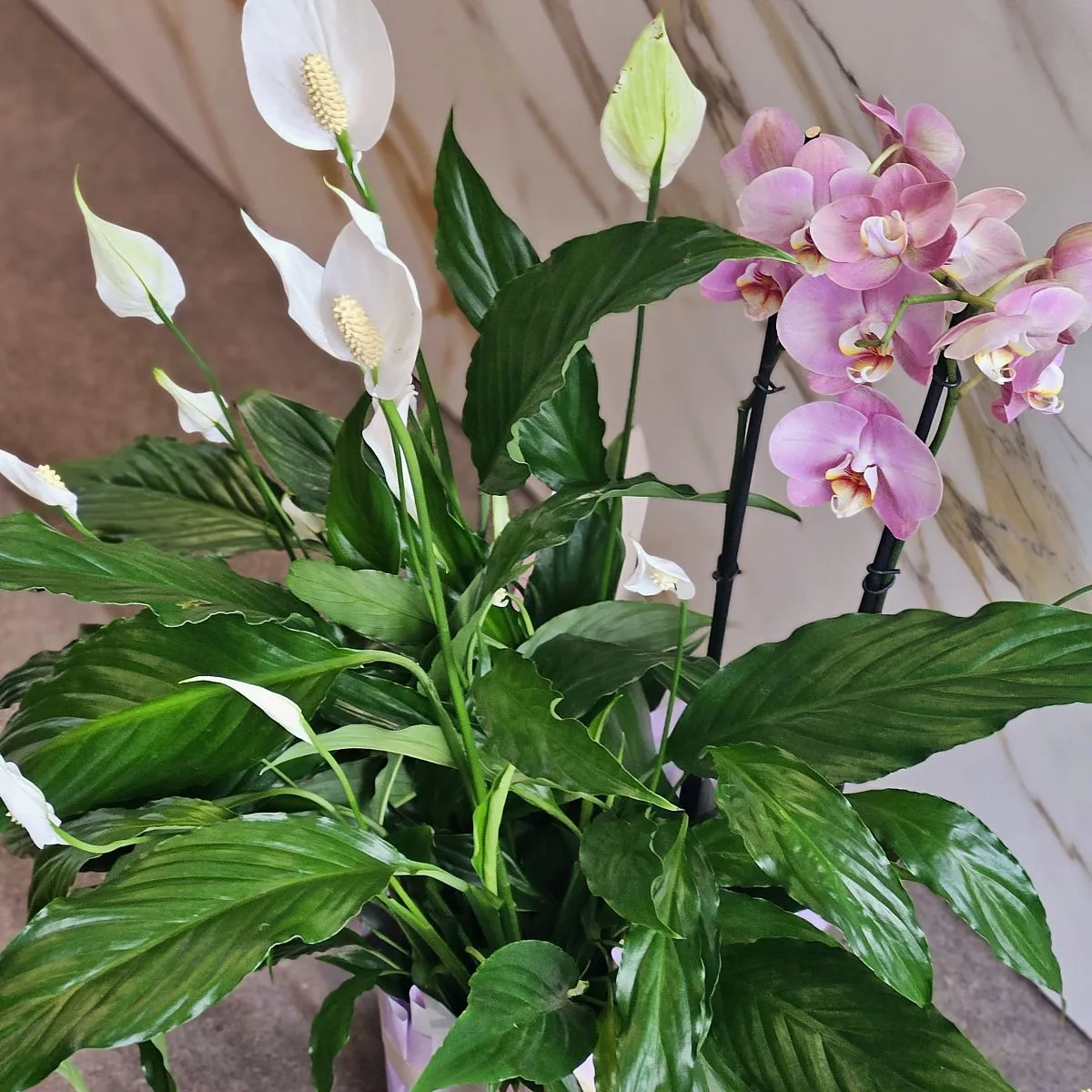 Композиция из горшечных растений