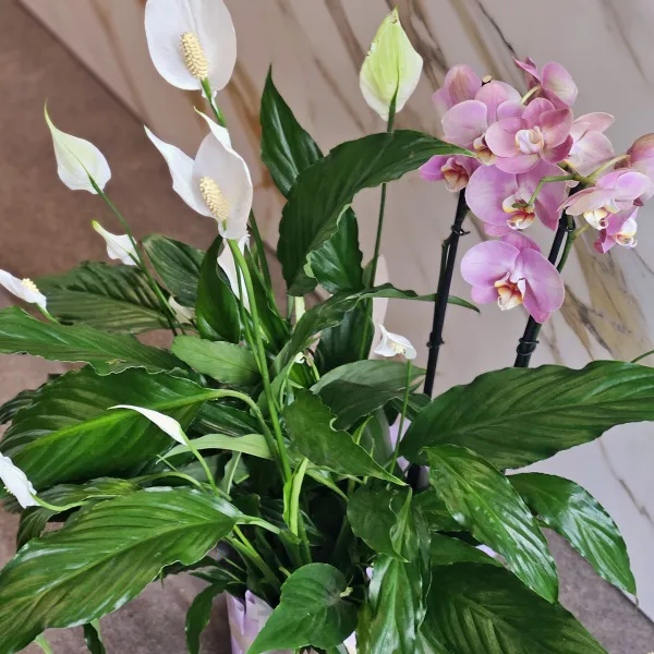 Композиция из горшечных растений